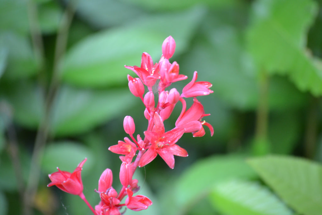 Yucca, Red (Hesperaloe parviflora)